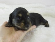 カニヘン　子犬　ブラクリ男の子