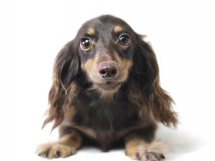 アビスmt カニンヘンダックスフンド ロングヘアード チョコイエロー アビスmt カニンヘンダックスフンド ロングヘアード チョコイエロー