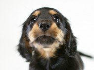 カニヘン　子犬　ブラックタン男の子