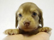 カニヘンダックス　子犬　クリーム　女の子