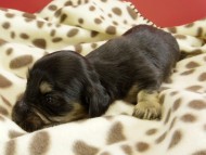 カニヘンダックス　仔犬　ブラッククリーム男の子