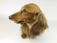 我が家の新星・英国チャンピオン直子 ジムダンディー 我が家の新星・英国チャンピオン直子 ジムダンディー