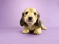 カニンヘン ダックスフンド 子犬 シェーデットクリーム 男の子