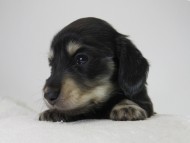 カニンヘン ダックスフンド 子犬 ブラッククリーム 女の子