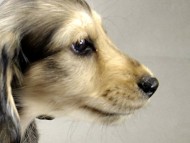 カニンヘン ダックスフンド 子犬 シェデットクリーム 男の子