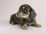 カニヘン 子犬 チョコクリ 女の子 カニヘン 子犬 チョコクリ 女の子