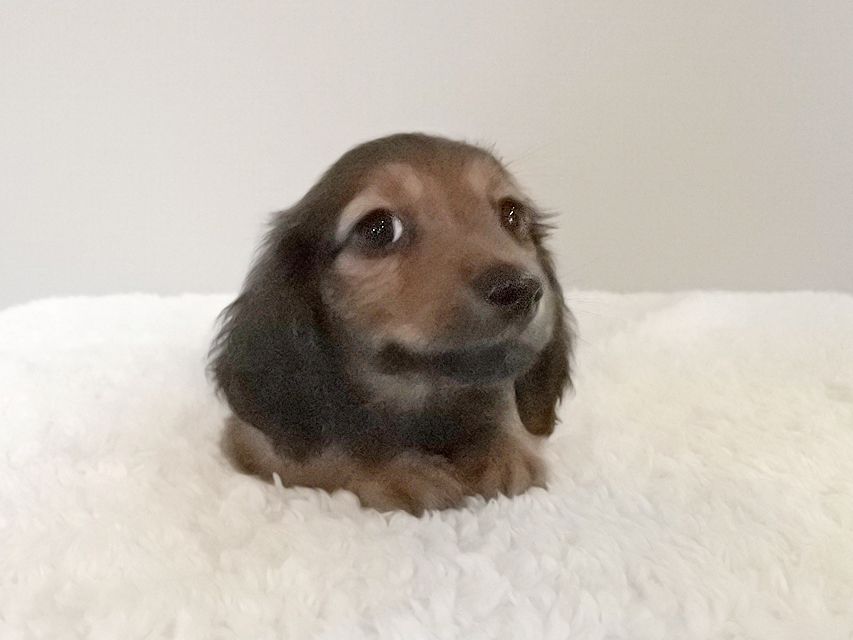 カニンヘンダックスフンド スワン & ジムダンディの子犬 レッド 男の子112 カニンヘンダックスフンド スワン & ジムダンディの子犬 レッド 男の子