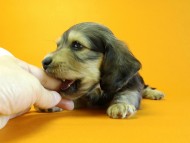 カニヘン　子犬　シェーデットクリーム　女の子