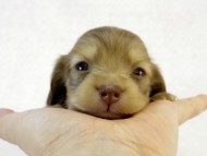 カニンヘン ダックスフンド　クリーム女の子