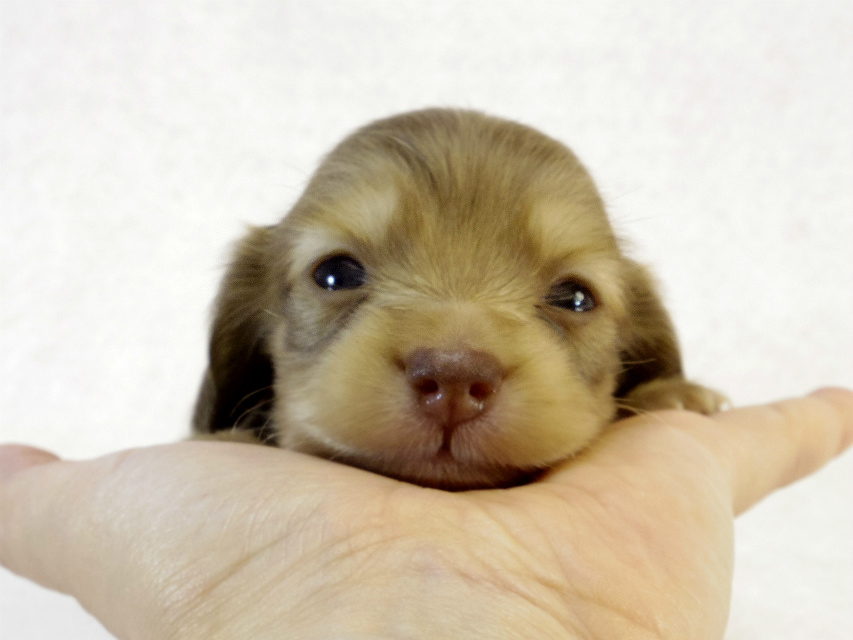 カニンヘン ダックスフンド クリーム女の子 カニンヘン ダックスフンド クリーム女の子
