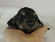 カニヘン 子犬 ブラクリ女の子 カニヘン 子犬 ブラクリ女の子