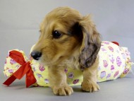 カニヘン 子犬 レット男の子 カニヘン 子犬 レット男の子