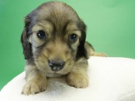 カニンヘンダックス　子犬　ブラッククリーム女の子