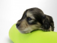 カニンヘン ダックスフンド 子犬 シェーデットクリーム 男の子