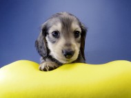 カニンヘン ダックスフンド 子犬 シェーデットクリーム 男の子