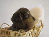 カニヘン　子犬　チョコクリ女の子