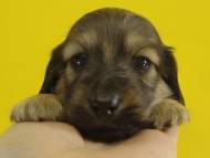 カニンヘン　子犬　シェーデットクリーム男の子