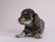 カニヘン　子犬　チョコクリ　女の子