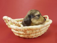 カニンヘン ダックスフンド シェーデットクリーム 男の子 ティアラの赤ちゃん