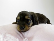 カニンヘン ダックスフンド 子犬 シェーデットクリーム 女の子