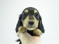 カニヘン　子犬　ブラクリ女の子