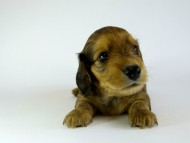 カニンヘンダックス　子犬　シェーデットレット男の子