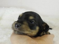 カニヘン 子犬 ブラクリ女の子 カニヘン 子犬 ブラクリ女の子