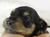 ななこの子　ブラクリ女の子