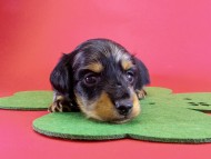 カニンヘンダックス　仔犬　シルバータンダップル男の子