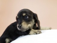 カニンヘーン ダックスフンド 子犬 ブラッククリーム男の子 カニンヘーン ダックスフンド 子犬 ブラッククリーム男の子