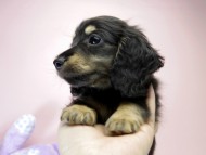カニンヘン ダックスフンド 子犬 ブラック&クリーム 女の子 カニンヘン ダックスフンド 子犬 ブラック&クリーム 女の子