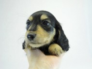 カニヘン 子犬 ブラクリ女の子 カニヘン 子犬 ブラクリ女の子