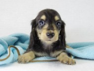 カニンヘン 子犬 ブラクリ男の子 カニンヘン 子犬 ブラクリ男の子