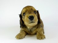 カニンヘンダックス　子犬　シェーデットレット男の子