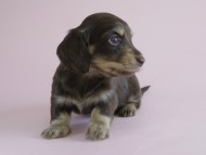 カニヘン 子犬 チョコクリ 女の子 カニヘン 子犬 チョコクリ 女の子