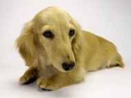 カニンヘンダックスフンド　シェーデットクリーム女の子　エリカ