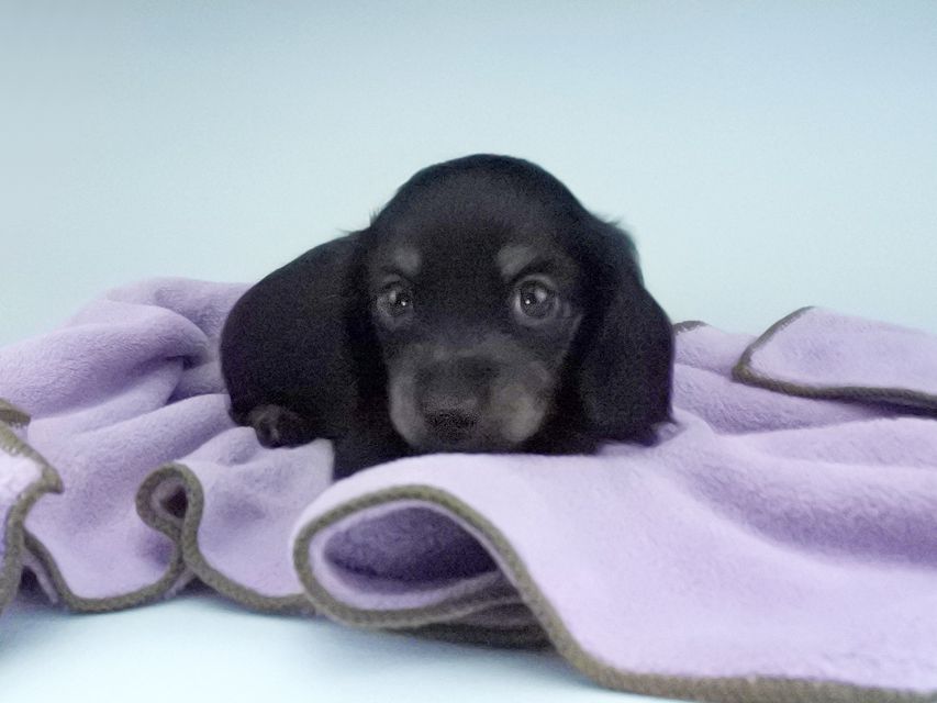 カニンヘンダックスフンド KT & ブルースの子犬 ブラックタン 女の子116 カニンヘンダックスフンド KT & ブルースの子犬 ブラックタン 女の子