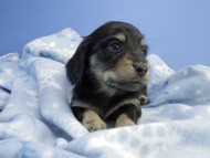 カニンヘン ダックスフンド 子犬 ブラッククリーム 男の子