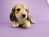 カニンヘン ダックスフンド 子犬 シェーデットクリーム 男の子