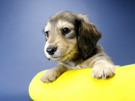 カニンヘン ダックスフンド 子犬 シェーデットクリーム 男の子