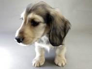 カニンヘン ダックスフンド 子犬 シェデットクリーム 男の子