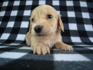 カニヘン　子犬　クリーム女の子