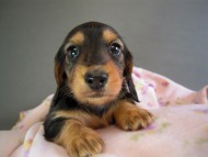 カニヘン　子犬　ブラタン女の子