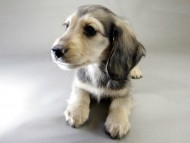 カニンヘン ダックスフンド 子犬 シェデットクリーム 男の子