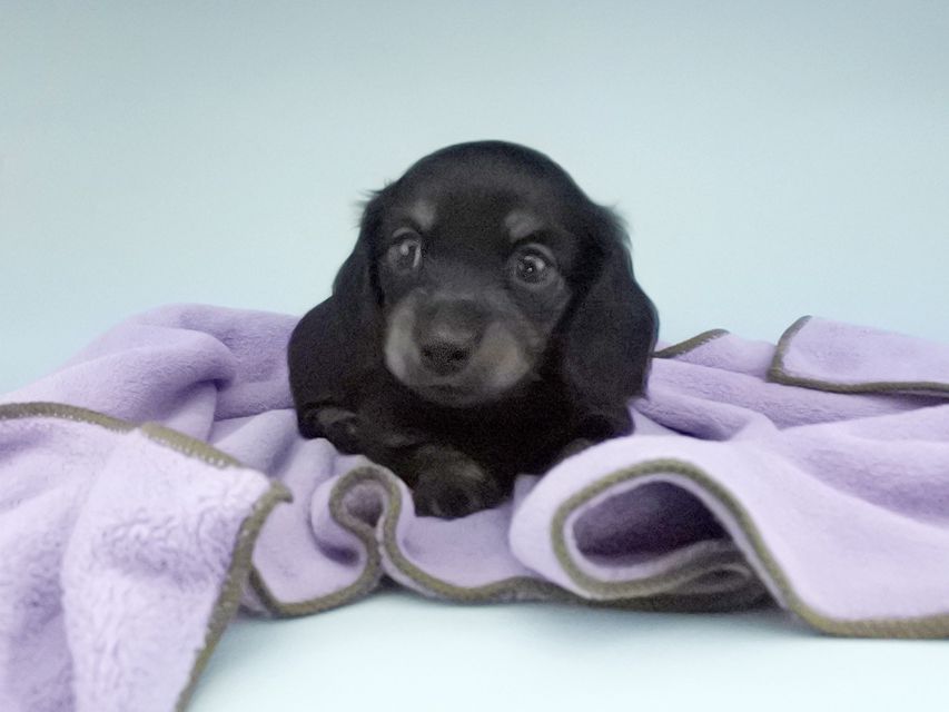 カニンヘンダックスフンド KT & ブルースの子犬 ブラックタン 女の子117 カニンヘンダックスフンド KT & ブルースの子犬 ブラックタン 女の子