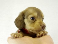 カニヘンダックス　子犬　クリーム　女の子