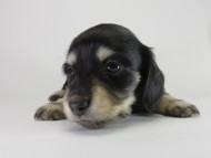 カニンヘン ダックスフンド 子犬 ブラッククリーム 女の子