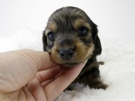 カニンヘン ダックスフンド 子犬 シェーデットレット 女の子