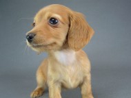 カニヘン　子犬　ブラタン女の子