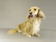 桃花ちゃん ミニチュアダック